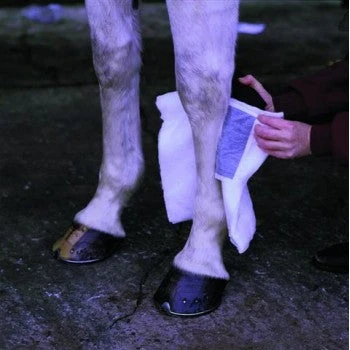Animalintex Poultice Pad 3 Animalintex Poultice Pad