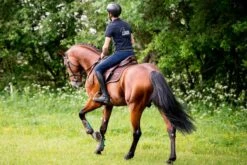 Winderen Jump Half Pad Slim - 10mm -Horse Care World 4122b 50fb6a69 a685 48c3 8185 df9f43edc41d