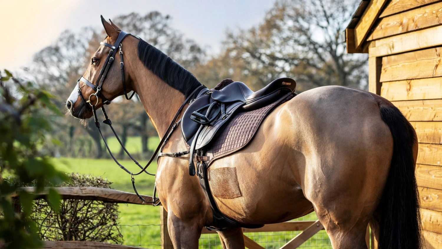 Horse Care World -Horse Care World close contact saddle pad scaled 1